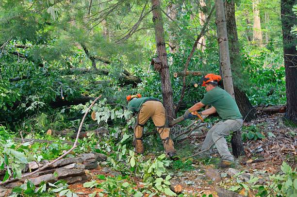 Reliable Bushyhead, OK Tree Service Solutions